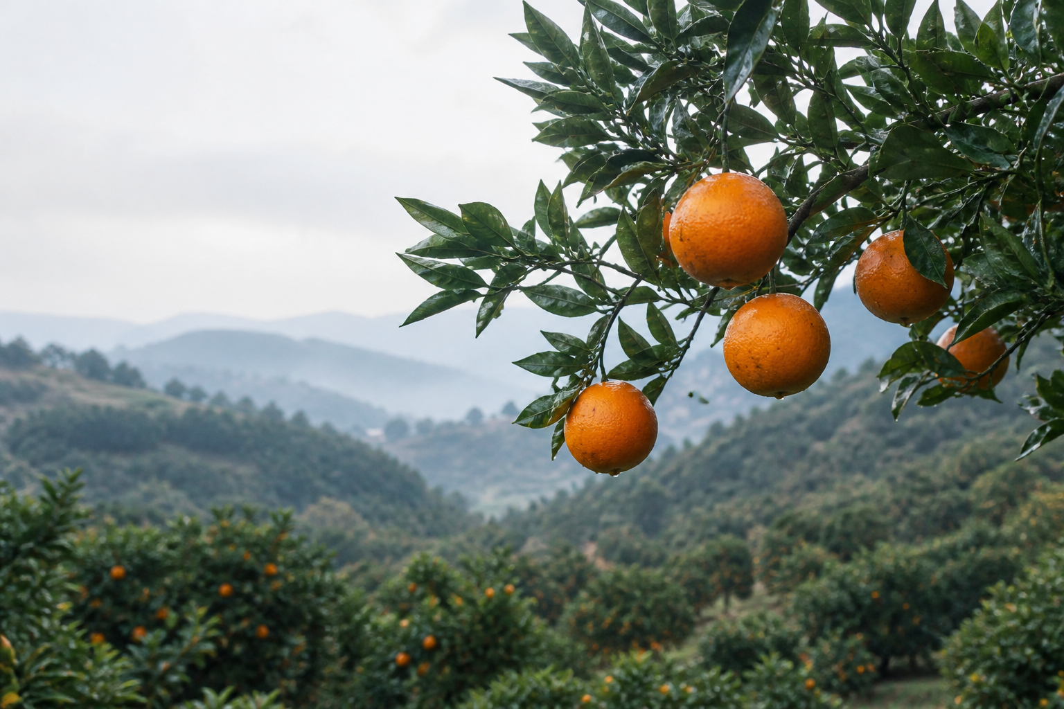 Ripe oranges growing in a misty hillside orchard